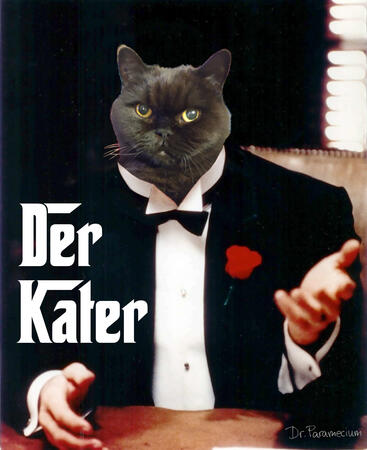 Der Kater