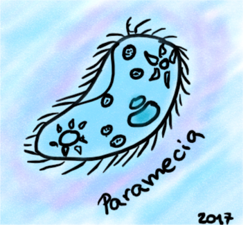 Paramecium